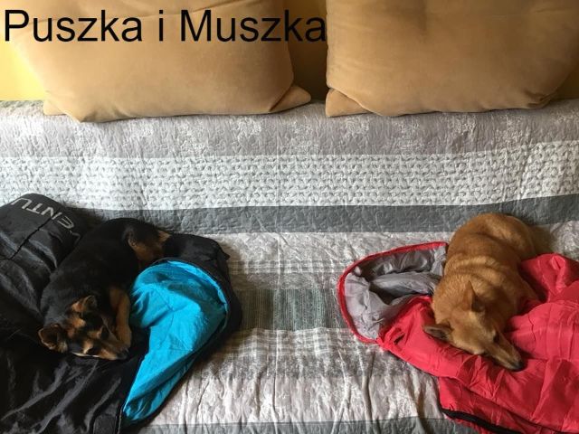 muszka-i-puszka.jpg